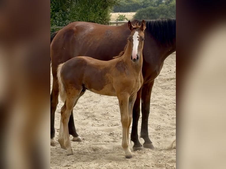 Selle Français Stallion Foal (01/2026) 16.1 hh Sorrel in Gisors