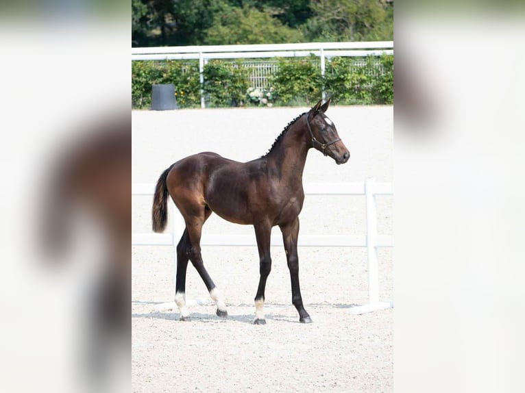 Selle Français Stallion Foal (06/2025) 16,2 hh Bay-Dark in Calvados