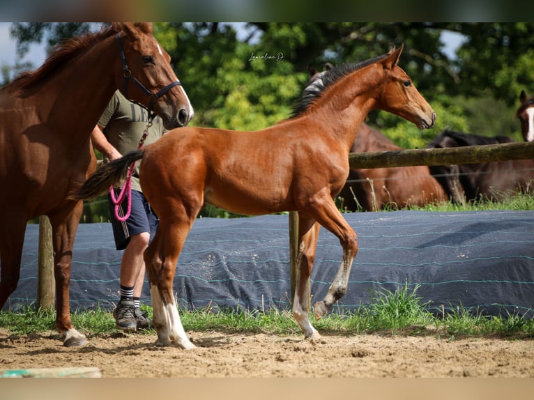 Selle Français Stallion Foal (05/2024) 16,2 hh Brown in Moyon