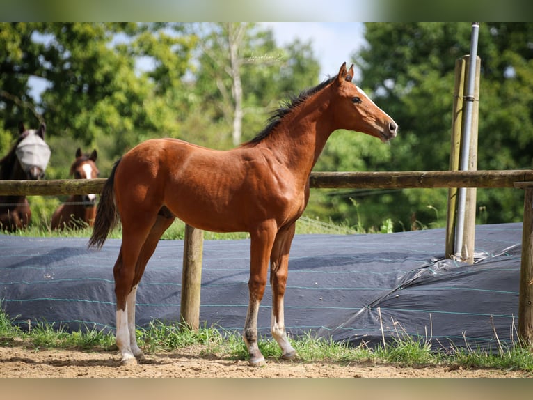 Selle Français Stallion Foal (05/2024) 16,2 hh Brown in Moyon