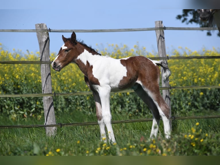Selle Français Stallion Foal (01/2026) 16.2 hh Pinto in Saint-Flovier