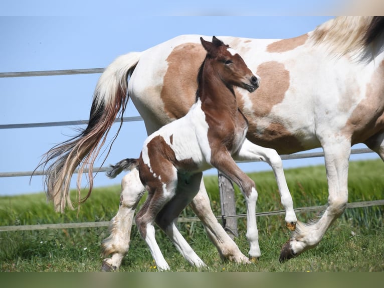 Selle Français Stallion Foal (01/2026) 16.2 hh Pinto in Saint-Flovier