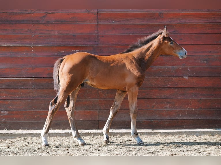 Selle Français Stallion Foal (05/2025) 16 hh Brown in LA VERPILLIERE