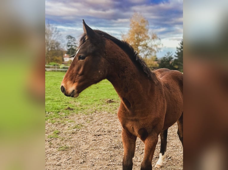 Selle Français Stallion Foal (05/2025) 16 hh Brown in LA VERPILLIERE
