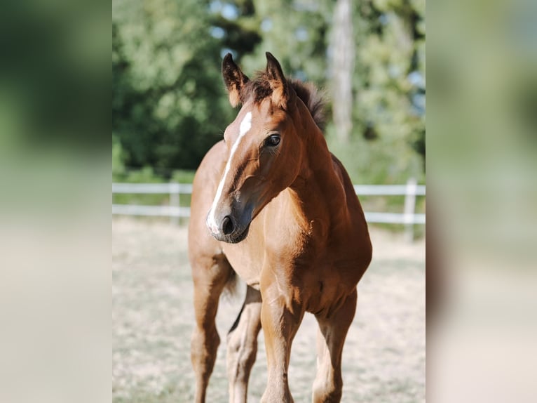 Selle Français Stallion Foal (05/2025) 16 hh Brown in LA VERPILLIERE