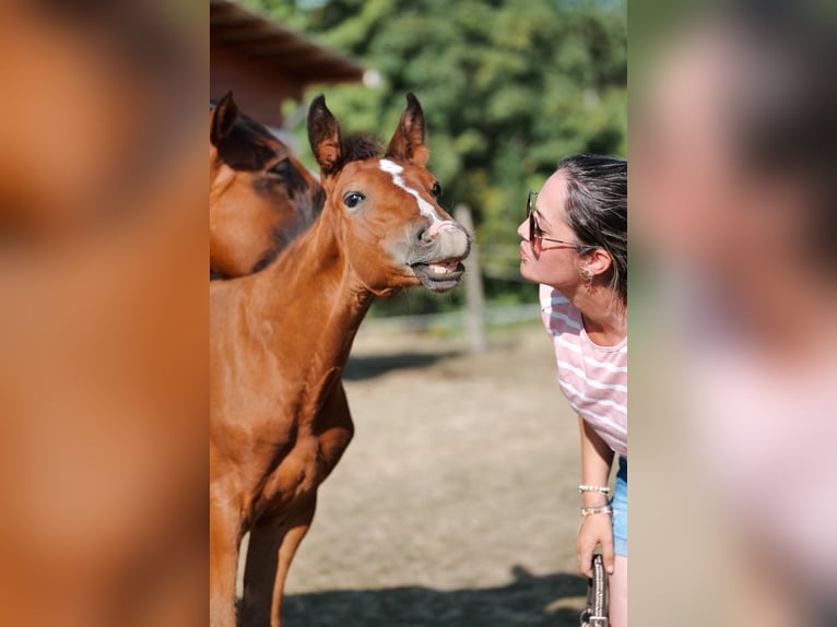 Selle Français Stallion Foal (05/2025) 16 hh Brown in LA VERPILLIERE