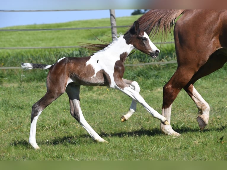 Selle Français Stallion Foal (01/2026) 16 hh Pinto in Saint-Flovier