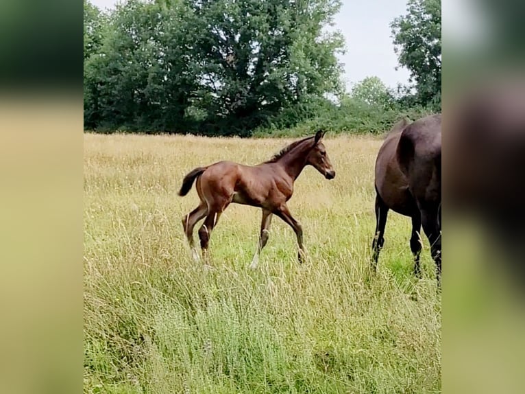 Selle Français Stallion Foal (06/2025) 16,1 hh Brown in Puy de serre