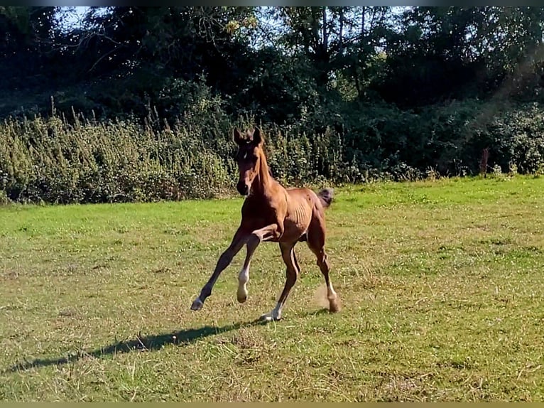 Selle Français Stallion Foal (06/2025) 16,1 hh Brown in Puy de serre