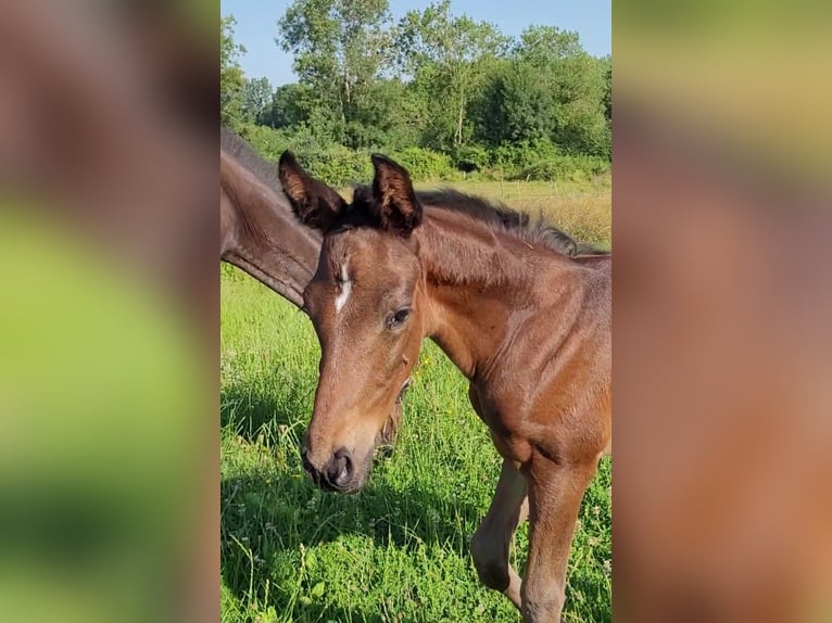 Selle Français Stallion Foal (06/2025) 16,1 hh Brown in Puy de serre