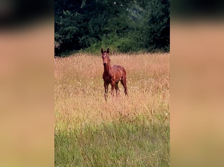 Selle Français Stallion Foal (06/2025) 16,1 hh Brown in Puy de serre