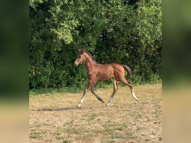 Selle Français Stallion Foal (06/2025) 16,1 hh Brown in Puy de serre
