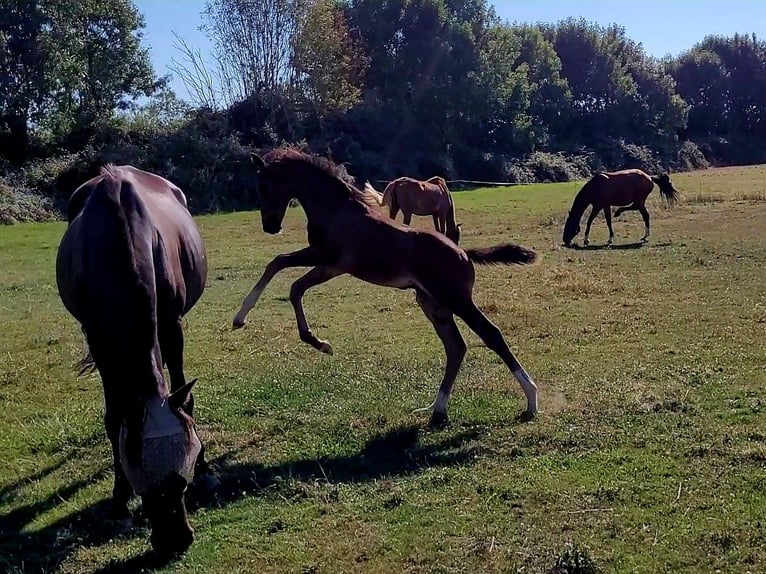 Selle Français Stallion Foal (06/2025) 16,1 hh Brown in Puy de serre