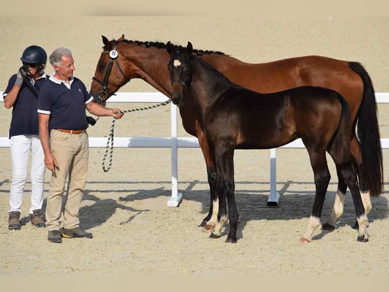 Selle Français Stallion Foal (06/2025) 16,2 hh Bay-Dark in Calvados
