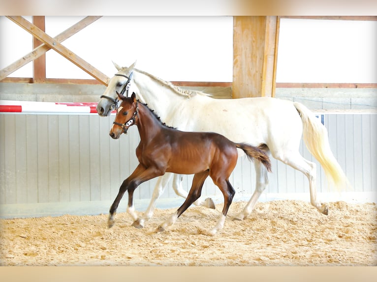 Selle Français Stallion Foal (03/2025) 16,2 hh Bay-Dark in st Antoine l&#x27;Abbaye