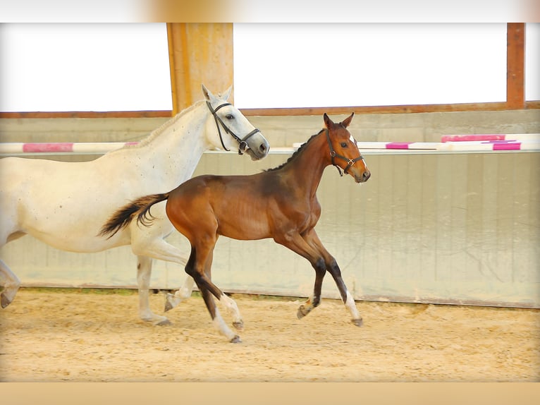 Selle Français Stallion Foal (03/2025) 16,2 hh Bay-Dark in st Antoine l&#x27;Abbaye