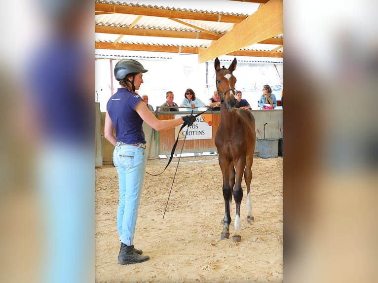 Selle Français Stallion Foal (03/2025) 16,2 hh Bay-Dark in st Antoine l&#x27;Abbaye