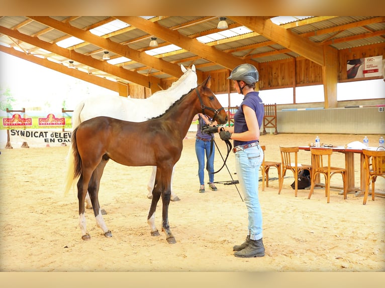 Selle Français Stallion Foal (03/2025) 16,2 hh Bay-Dark in st Antoine l&#x27;Abbaye