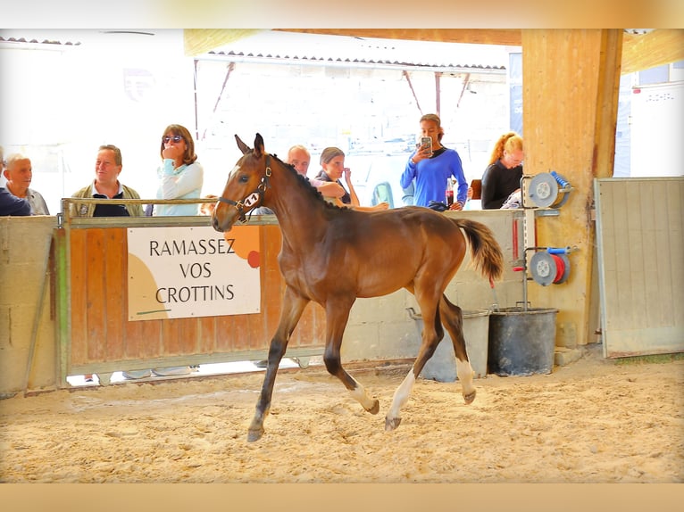 Selle Français Stallion Foal (03/2025) 16,2 hh Bay-Dark in st Antoine l&#x27;Abbaye