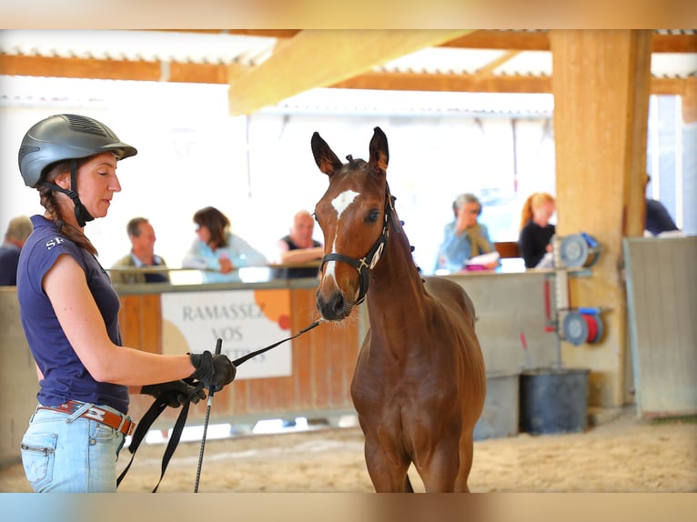 Selle Français Stallion Foal (03/2025) 16,2 hh Bay-Dark in st Antoine l&#x27;Abbaye