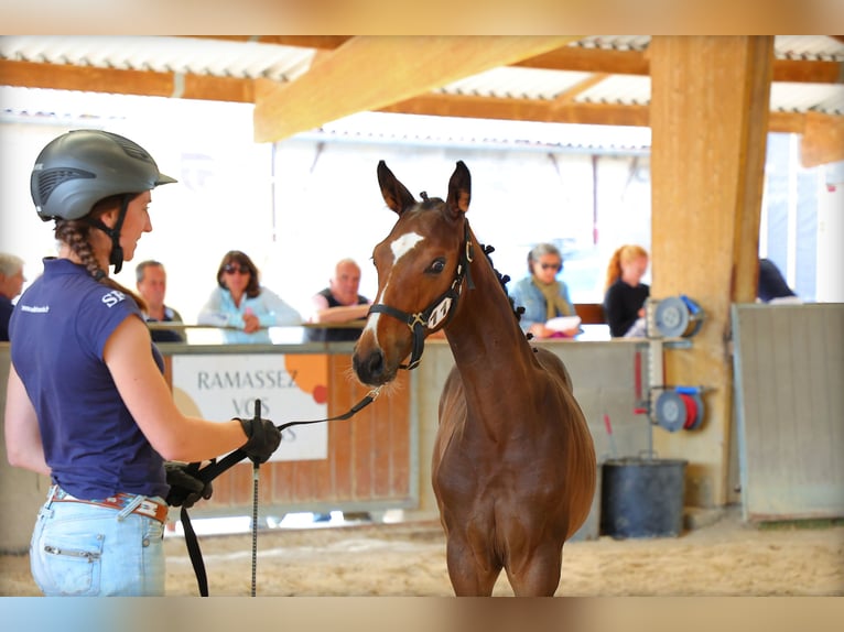 Selle Français Stallion Foal (03/2025) 16,2 hh Brown in st antoine l&#x27;abbaye