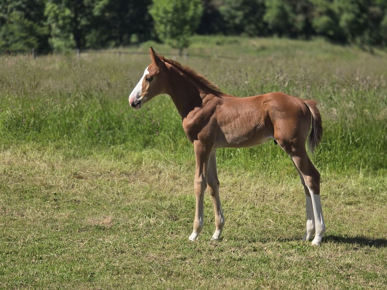 Selle Français Stallion  16,2 hh Chestnut-Red in Saint-Georges-Haute-Ville