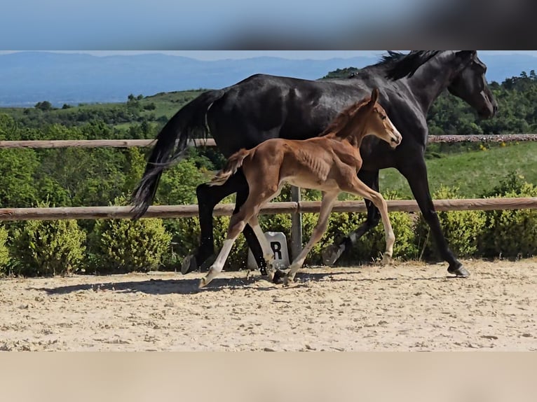 Selle Français Stallion  16,2 hh Chestnut-Red in Saint-Romain-le-Puy
