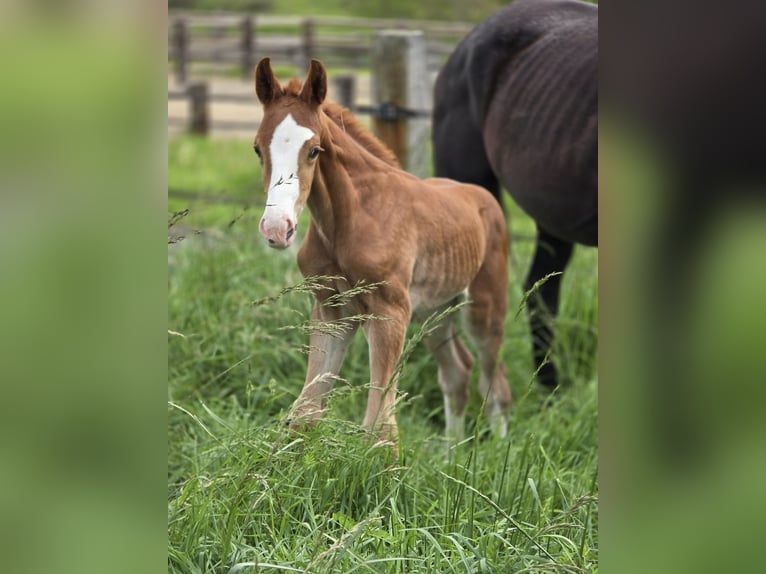 Selle Français Stallion  16,2 hh Chestnut-Red in Saint-Romain-le-Puy