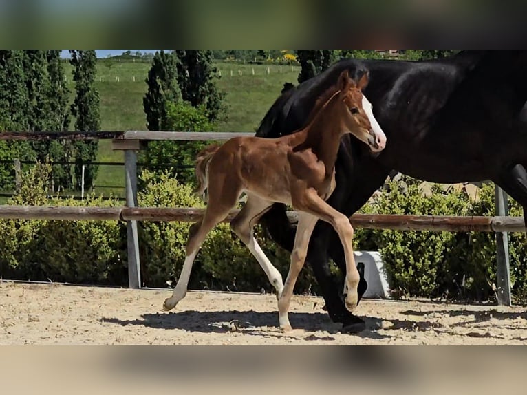 Selle Français Stallion  16,2 hh Chestnut-Red in Saint-Romain-le-Puy