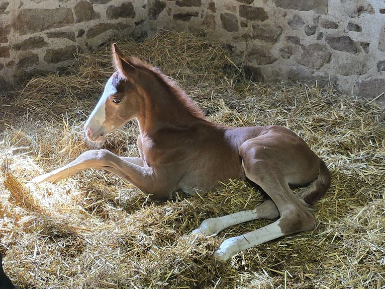 Selle Français Stallion  16,2 hh Chestnut-Red in Saint-Romain-le-Puy