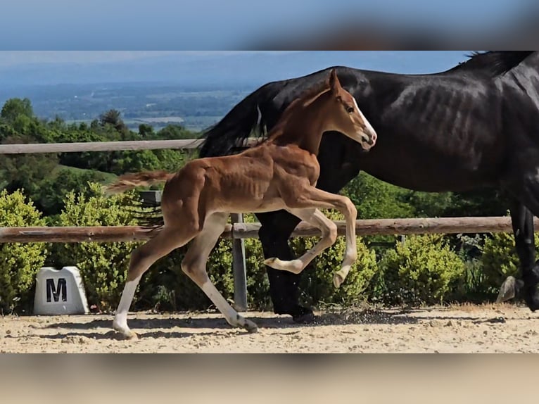 Selle Français Stallion  16,2 hh Chestnut-Red in Saint-Romain-le-Puy