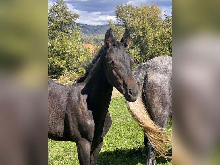 Selle Français Stallion Foal (05/2026) Bay-Dark in Villé