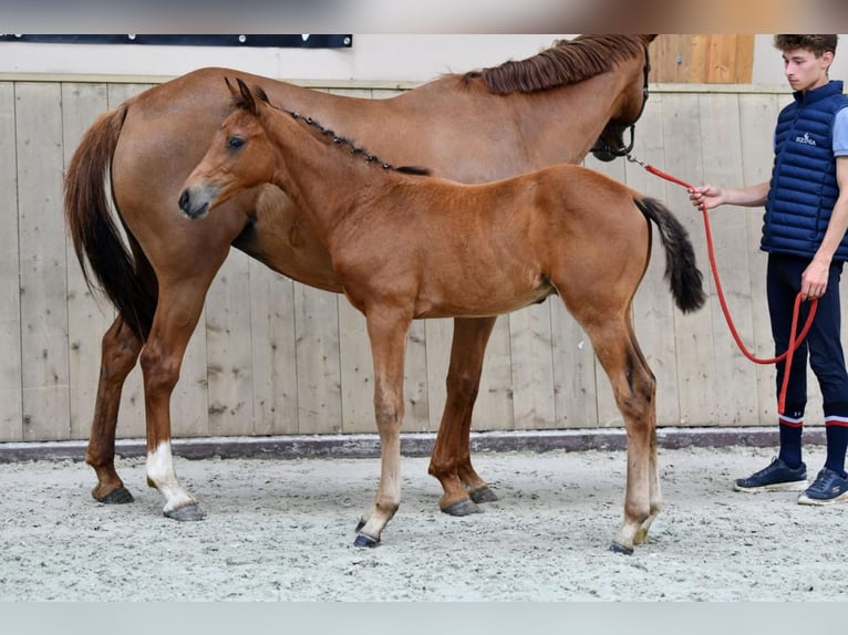 Selle Français Stallion Foal (04/2024) Bay in Saint-Aignan-de-Couptrain