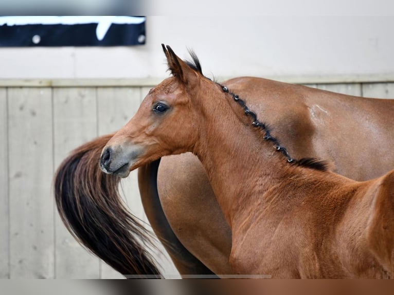 Selle Français Stallion Foal (04/2024) Bay in Saint-Aignan-de-Couptrain