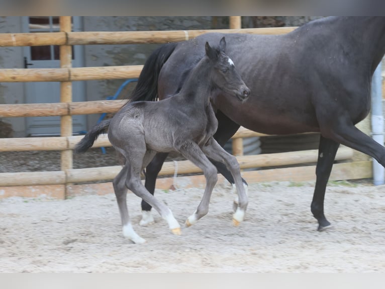 Selle Français Stallion Foal (01/2024) Black in Salins