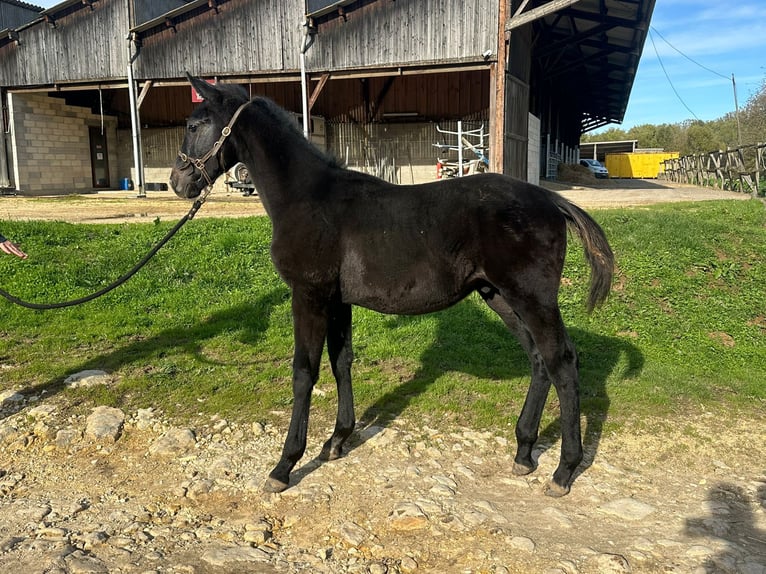 Selle Français Stallion Foal (05/2025) Black in Moli&#xE8;res