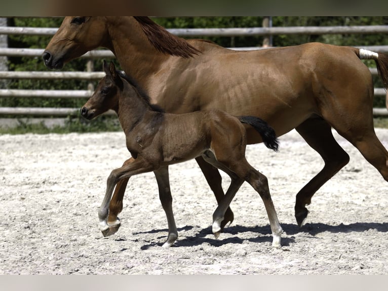 Selle Français Stallion  Brown in Salins