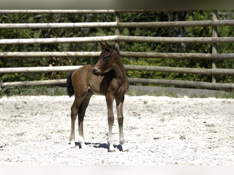 Selle Français Stallion  Brown in Salins
