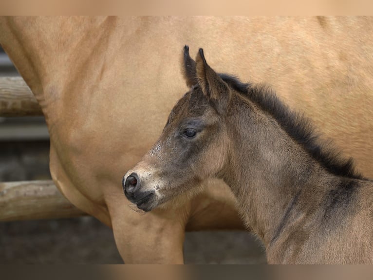 Selle Français Stallion  Brown in Salins