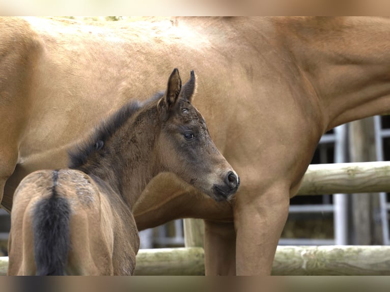 Selle Français Stallion  Brown in Salins