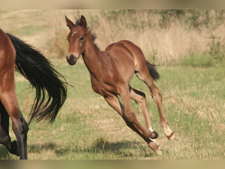 Selle Français Stallion  Brown in Massilly