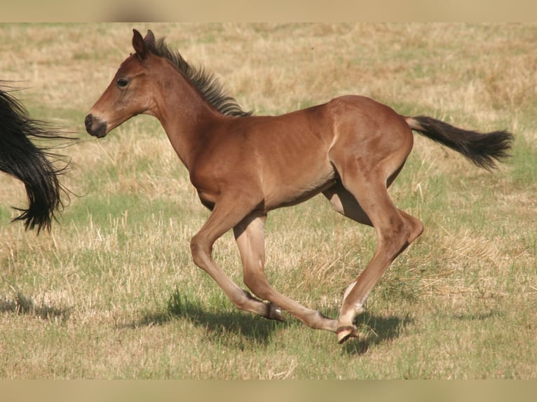 Selle Français Stallion  Brown in Massilly