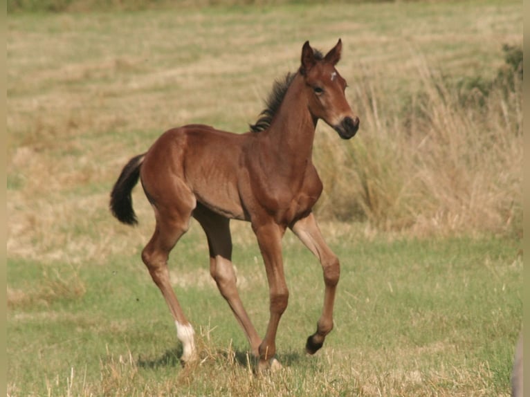 Selle Français Stallion  Brown in Massilly