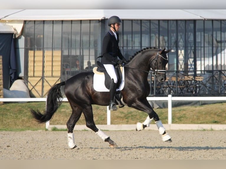 Selle Français Stallion  Brown in Massilly