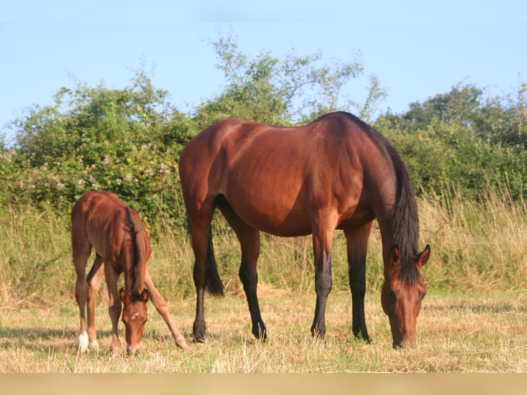 Selle Français Stallion  Brown in Massilly