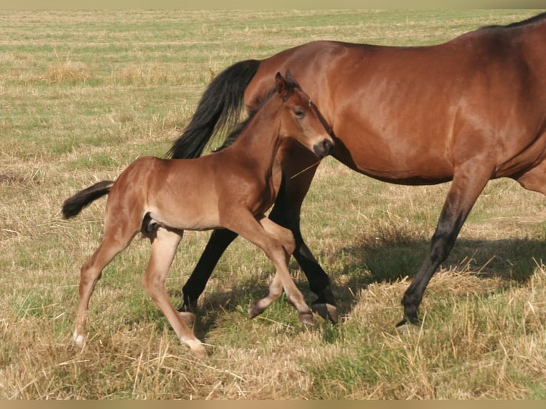 Selle Français Stallion  Brown in Massilly