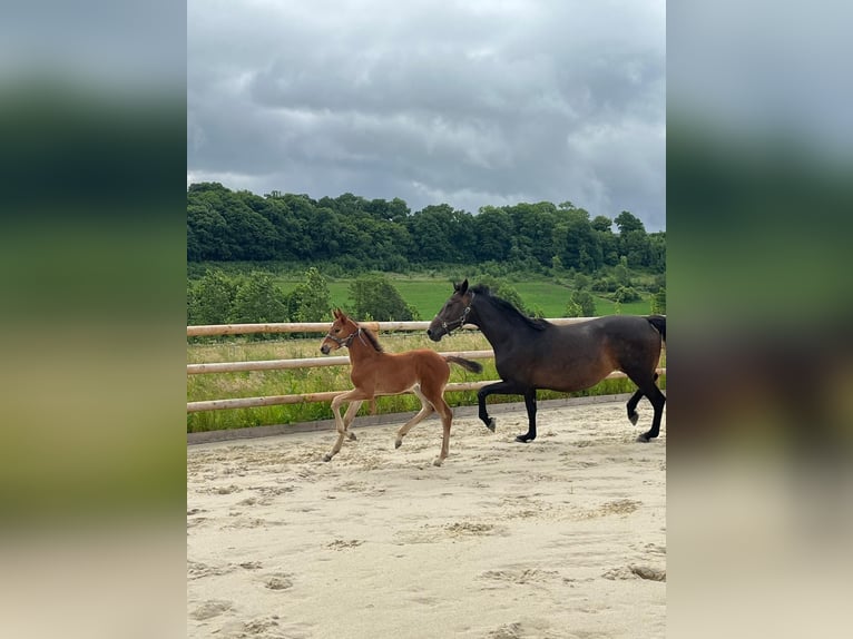 Selle Français Stallion Foal (05/2025) Brown in dame marie
