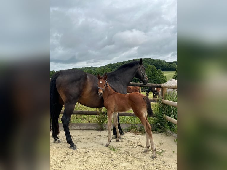 Selle Français Stallion Foal (05/2025) Brown in dame marie