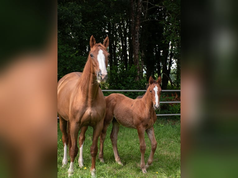 Selle Français Stallion Foal (03/2025) Brown in Baulon