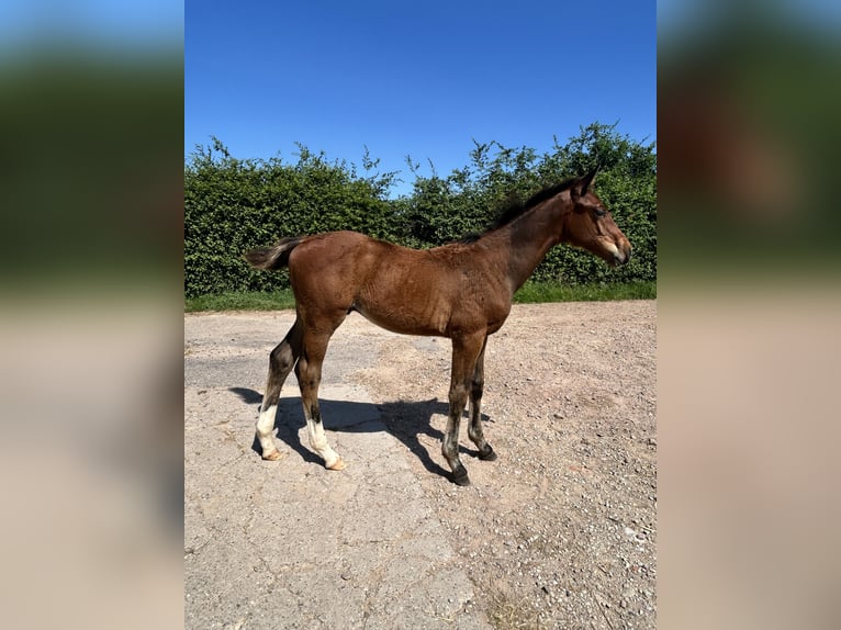 Selle Français Stallion  Brown in DOMMARTIN-AUX-BOIS